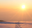 Foto: der sonne entgegen der sonne entgegen
