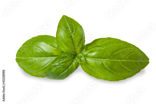 Photo: Basil leaves Basil leaves