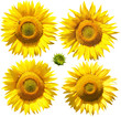 Photo: Flowers of sunflower, isolated on white Flowers of sunflower, isolated on white