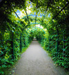 Green archway in a garden. Peterghof.St.Peterburg Green archway in a garden. Peterghof.St.Peterburg