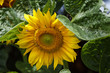 Sonnenblume