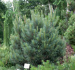 Foto: Pinus sylvestris 'Watereri' Pinus sylvestris 'Watereri'