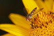 Schwebfliege
