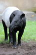 Foto: Tapir Tapir