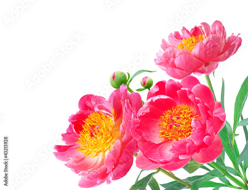 Photo: Peony Flowers Bouquet over white background Peony Flowers Bouquet over white background