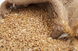 Photo: bunch of ears of wheat bunch of ears of wheat