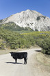 Photo: Black cow standing in middle of road near Crested Butte, Colorado in autumn Black cow standing in middle of road near Crested Butte, Colorado in autumn