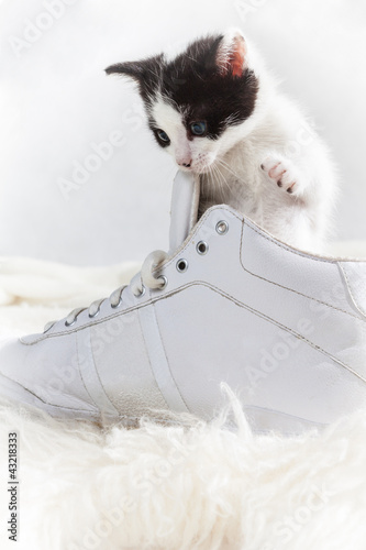 Photo: Young kitten exploring a shoe Young kitten exploring a shoe