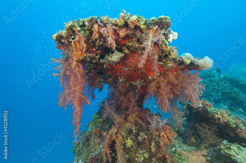 Photo: Soft corals on a tropical reef Soft corals on a tropical reef