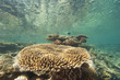 Photo: Tropical coral reef underwater Tropical coral reef underwater