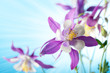 Beautiful Flower On Sky Backgr...