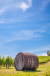 Tuscany wineyard