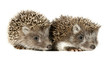 Two baby hedgehogs