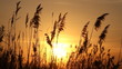 High reed against sunset sky in wind day