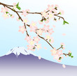 桜と富士