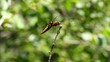 Plattbauchlibelle (Libellula depressa) -Weibchen
