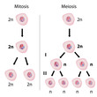 Mitosis versus meiosis, eps8