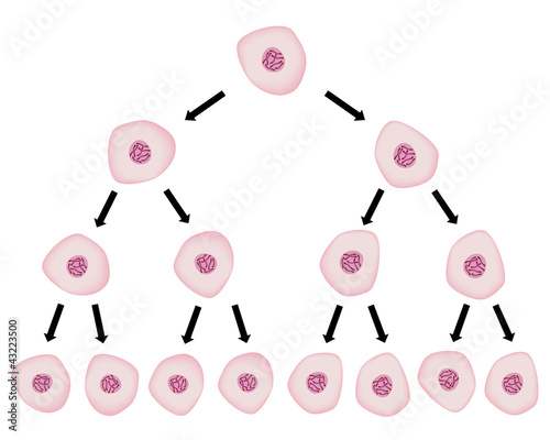 Vector: Cell division, eps8 Cell division, eps8