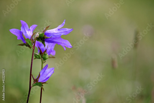 Photo: Bell flower Bell flower