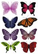 butterfly wings are pretty
