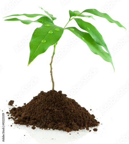 Photo: petit arbre petit arbre