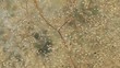 The desert vegetation swaying in the wind