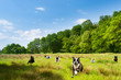 Happy dogs romping in a field