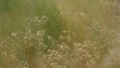 The desert vegetation swaying in the wind