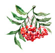 Rowan berries with leaves