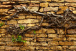 Stone wall and green plants