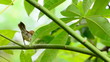 Video: A bird is nesting A bird is nesting