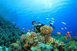Photo: Scuba Diver explores coral reef with tropical fish Scuba Diver explores coral reef with tropical fish