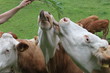 Kühe füttern 1