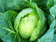 Fresh green cabbage