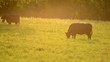 Video: Weidende Kühe in der Abendsonne Weidende Kühe in der Abendsonne