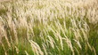 Video: Prairie grass swaying in the wind Prairie grass swaying in the wind