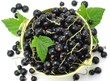 Schwarze Johannisbeeren