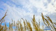 Video: The dry steppe reeds swaying against the blue sky The dry steppe reeds swaying against the blue sky