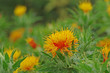 ベニバナ　‐Safflower‐