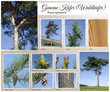 Gemeine Kiefer Collage