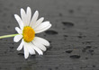 Margerite am Boden