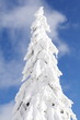 Frozen tree tip