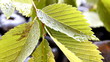 Video: Nature abstract Nature abstract