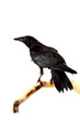 Photo: Bird rook Bird rook