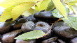 Video: Nature abstract Nature abstract