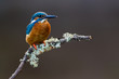 Common Kingfisher Alcedo atthis adult male