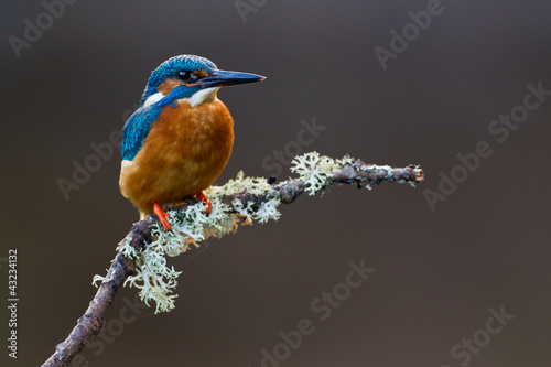 Photo: Common Kingfisher Alcedo atthis adult male Common Kingfisher Alcedo atthis adult male