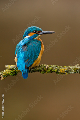 Photo: Common Kingfisher Alcedo atthis adult male Common Kingfisher Alcedo atthis adult male