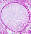 Microscope picture of human skin