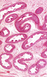 Microscope picture of human epididymis
